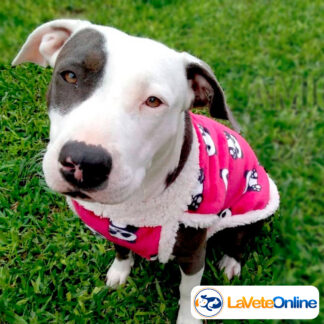 Chaleco Doble Abrigo Talle 6 - Línea Oslo (Máximo Confort) ❄️🐾