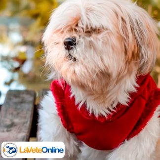 Buzo con Capucha Talle 6 - Línea Nuuk 🇬🇱🐾 - Colores Lisos