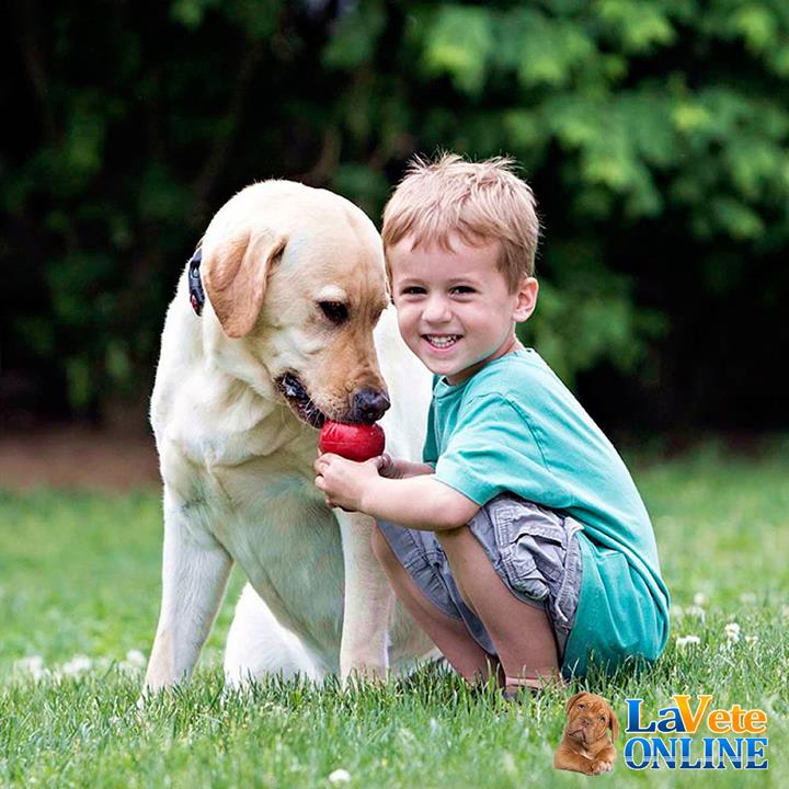 Kong Classic XXL (ACD8545) - Image 3