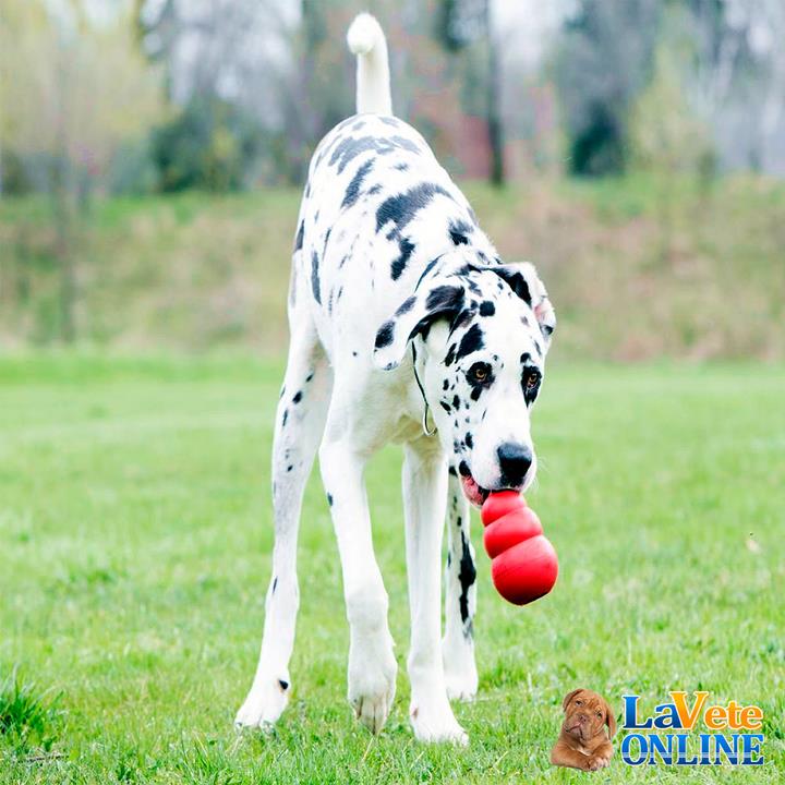 Kong Classic XXL (ACD8545) - Image 4