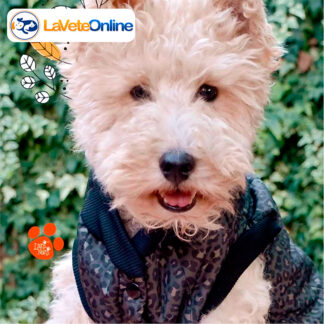 Campera Impermeable Talle 5 - Línea Cardiff (Matelassé Premium) 🌧️🐾 Termica Rompe viento