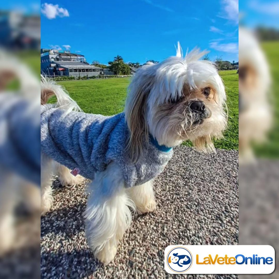 Chaleco Soft Talle 3 - Línea Bergen 🇳🇴🐾 - Image 3