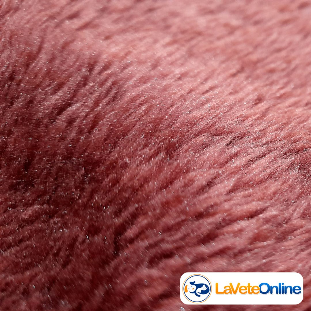 Chaleco Soft Talle 3 - Línea Bergen 🇳🇴🐾 - Image 6