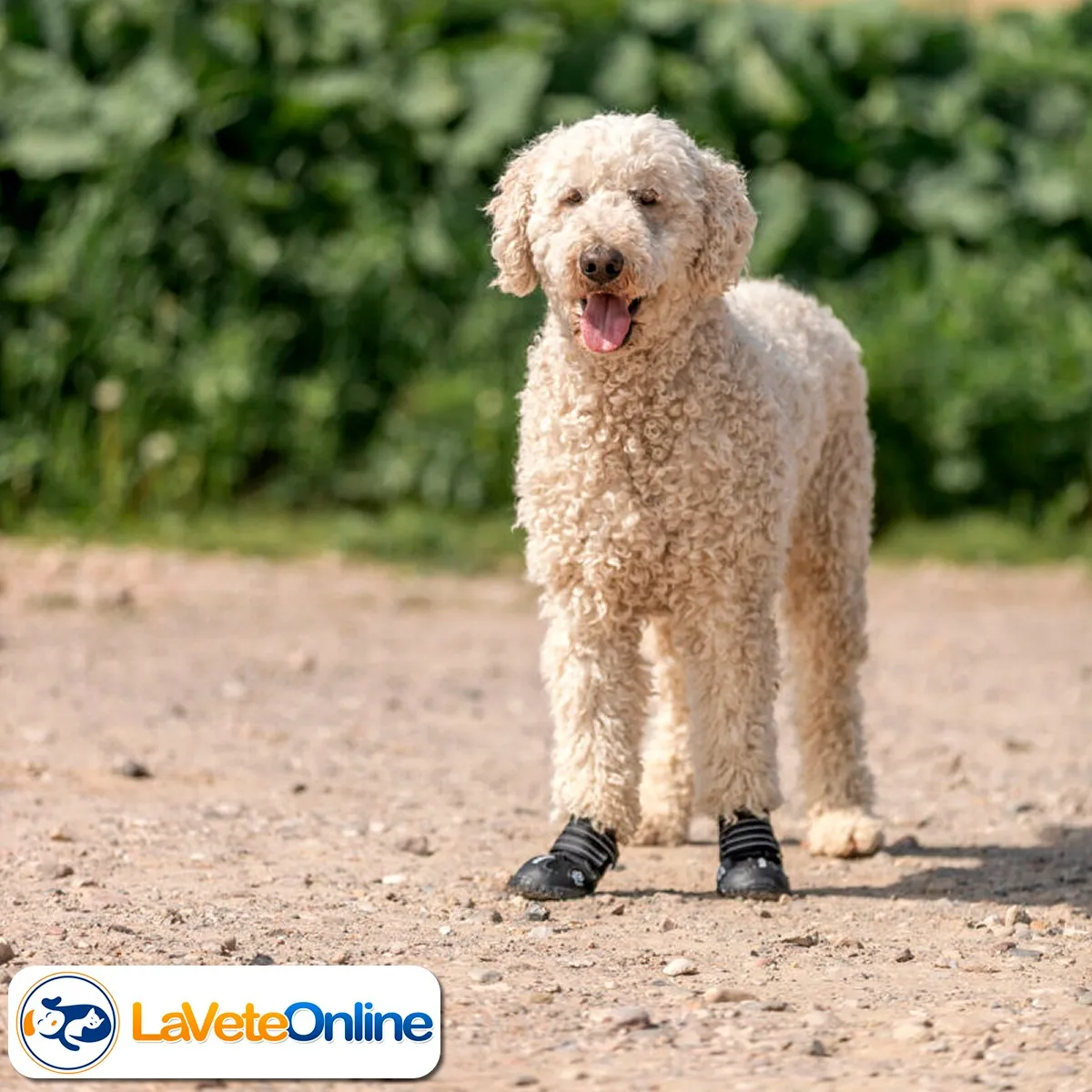 Botas Active Walker S/M - 1 Par (T19462) - Image 7